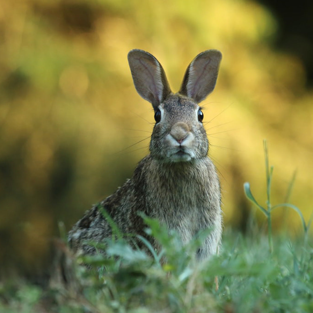 Easter Is Almost Here! Lighter Nights And New Routines!