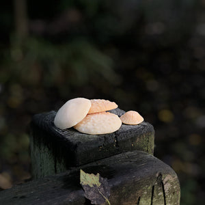 It's Toadstool Season! Autumn Stock Alert!
