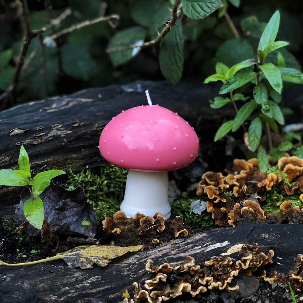 This gorgeous toadstool candle would make the cutest addition to your shelf or mantelpiece this season! Unscented, these soy-made beauties bring the joy of Autumn inside! 